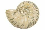Silver, Iridescent Ammonite Fossil - Madagascar #191924-1